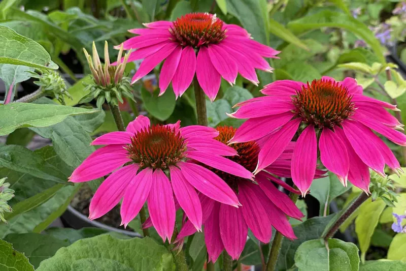 Echinacea Wild Type