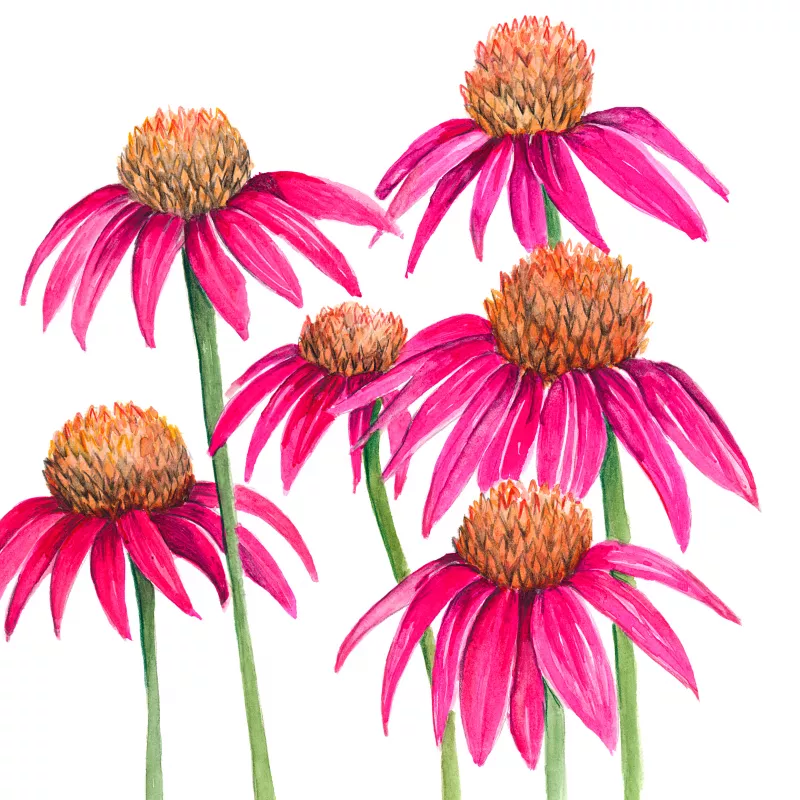 Echinacea Wild Type