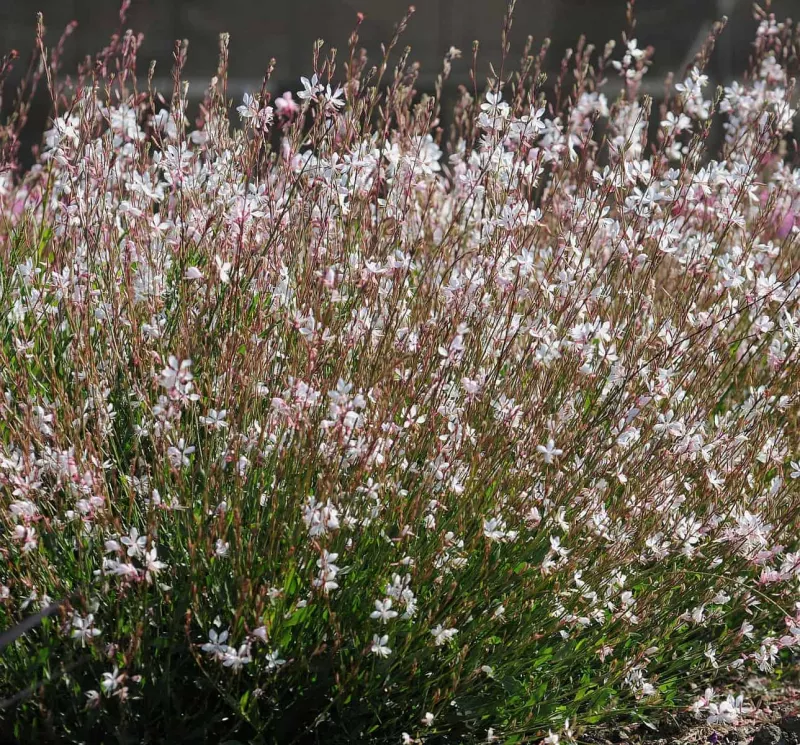 Gaura Sparkler White