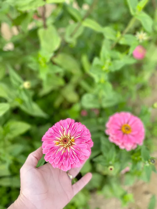 Benary's Giant Zinnia Bright Pink