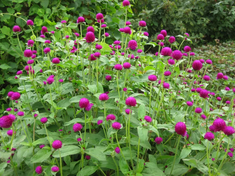 Gomphrena QIS purple