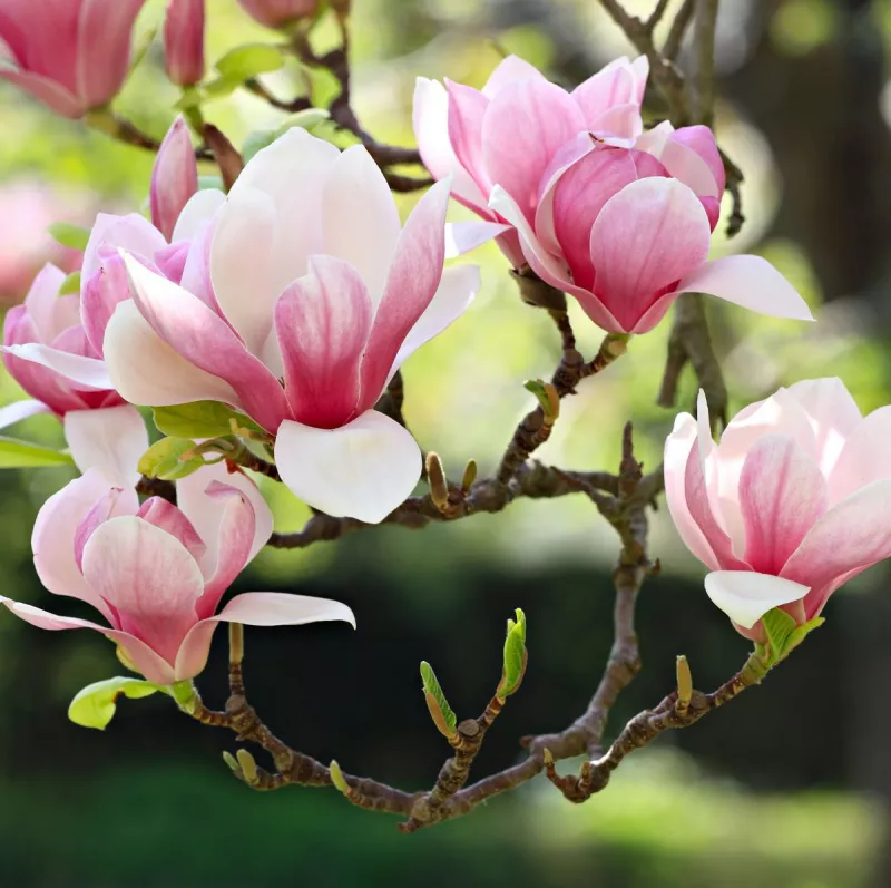 Magnolia Tree - Satisfaction