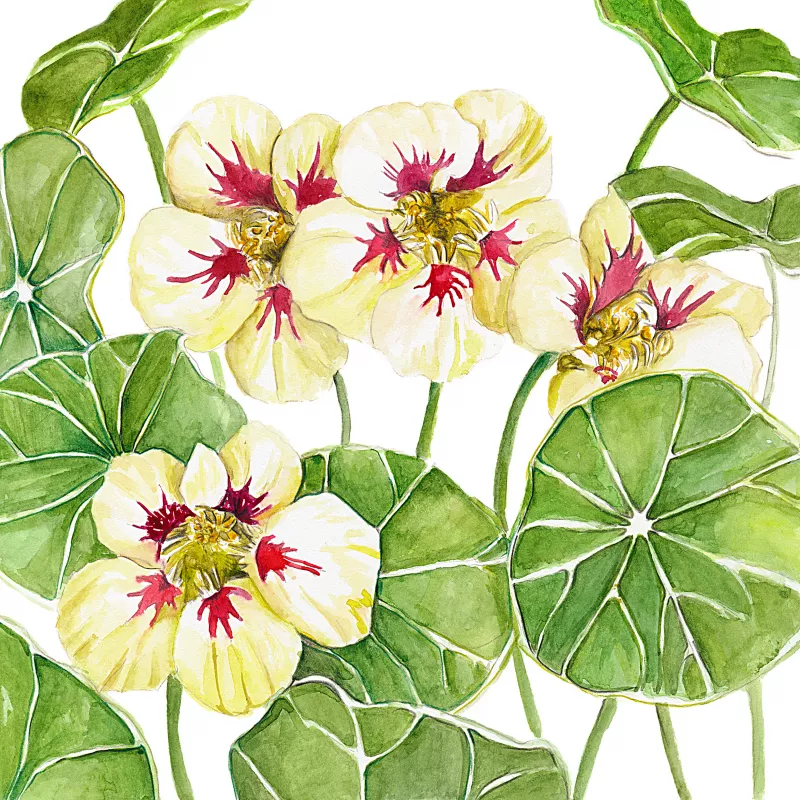 Nasturtium Orchid Cream