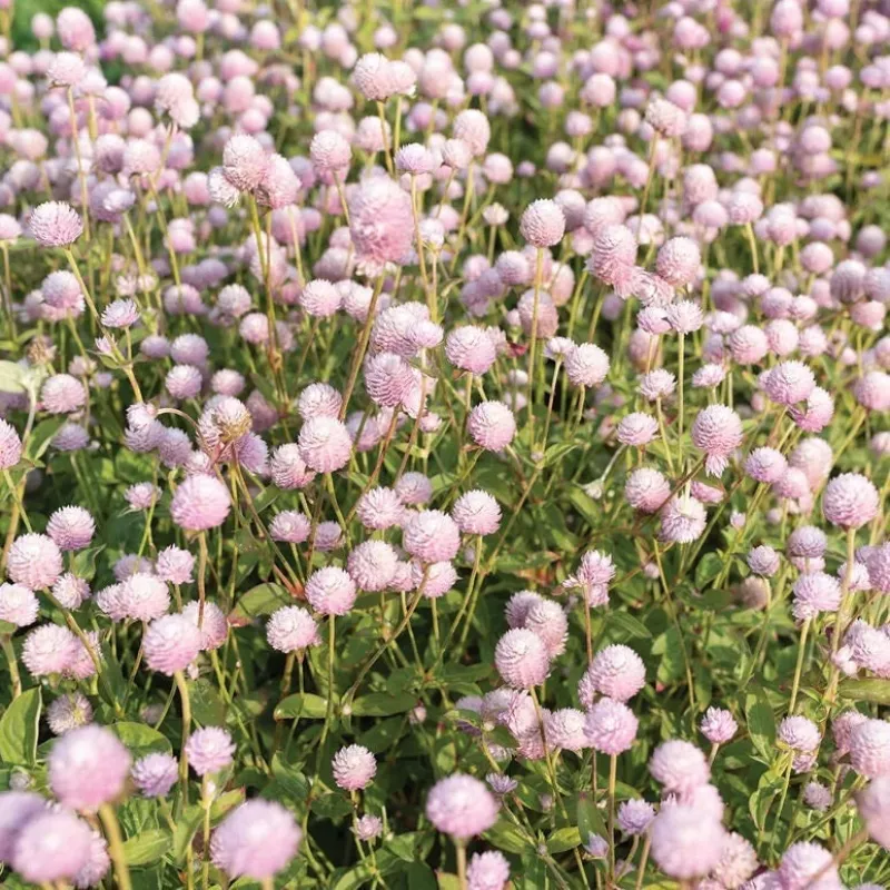 Gomphrena Blush Pink