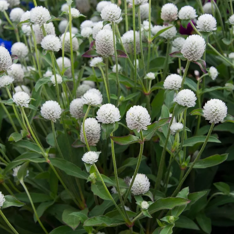 Gomphrena White