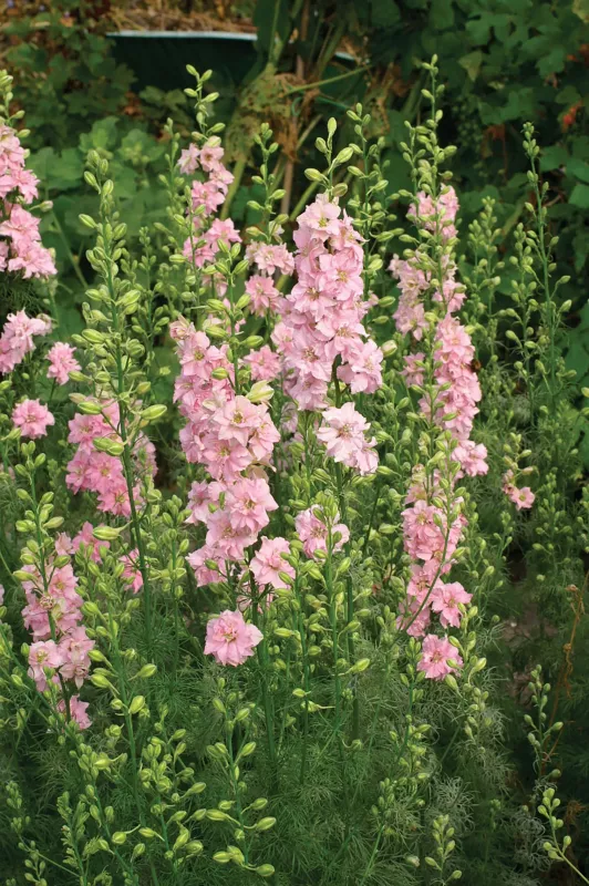 Larkspur Pink