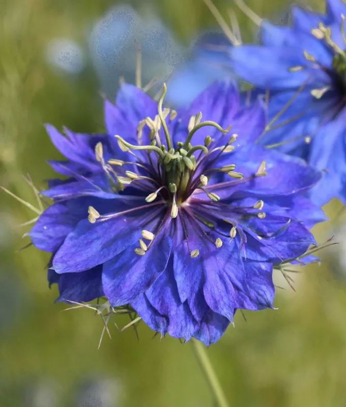 Nigella Dark Blue