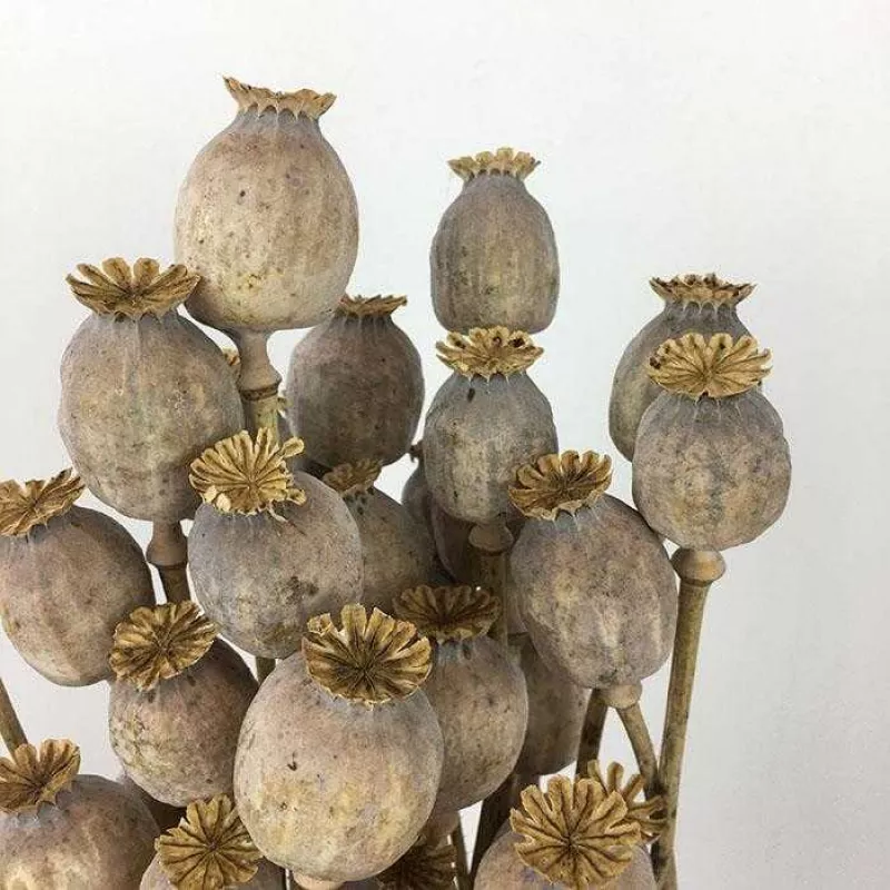 Poppy Pods Brown