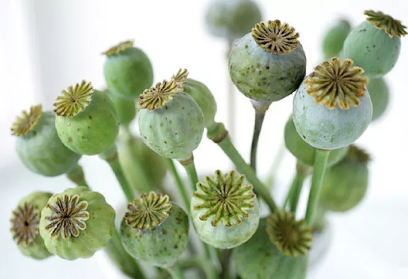 Poppy Pods Green