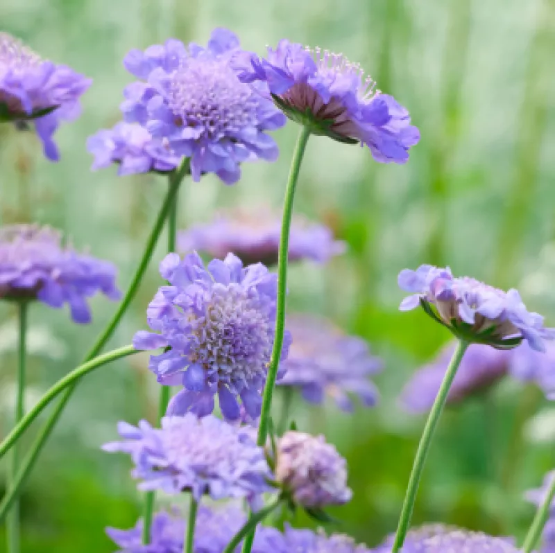 Scabiosa Lilac