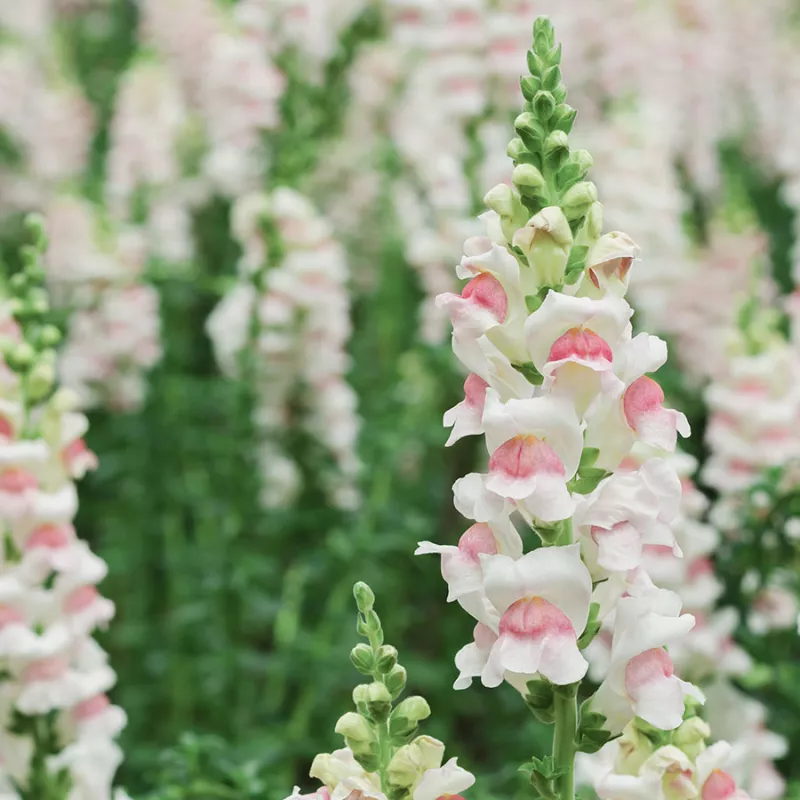 Snapdragon Appleblossom