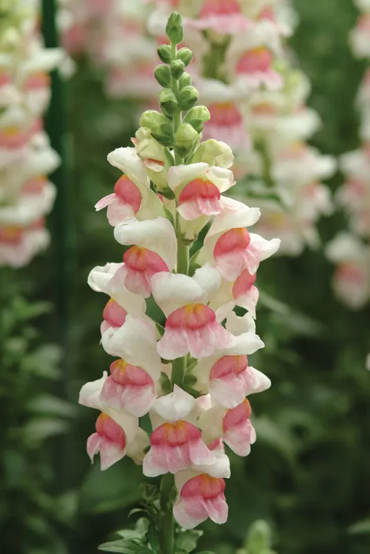 Snapdragon Appleblossom