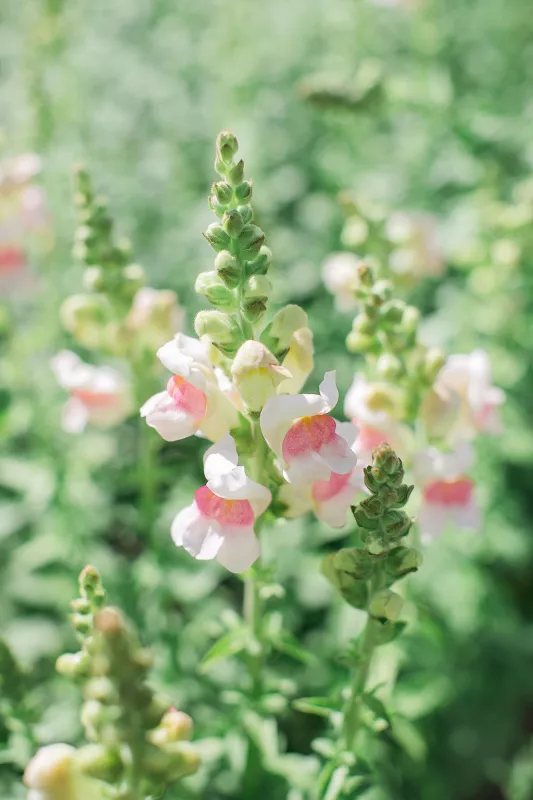 Snapdragon Appleblossom