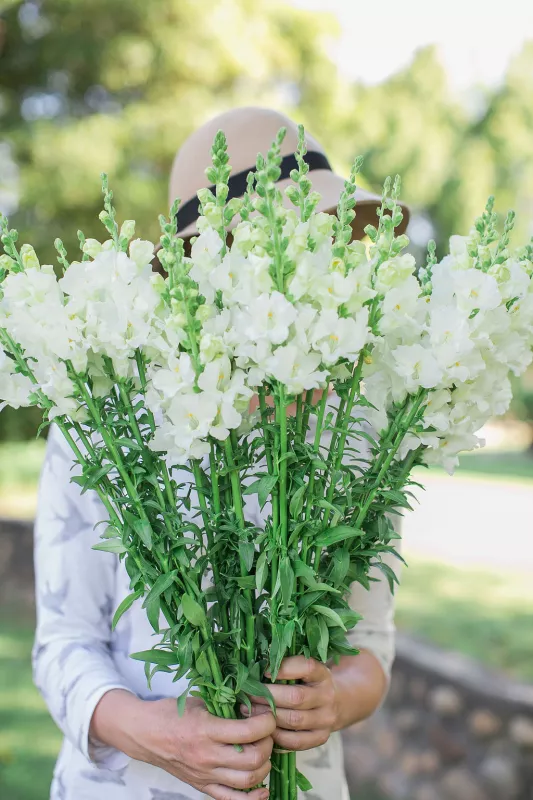 Snapdragon White