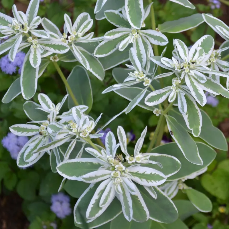 Snow-on-the-Mountain