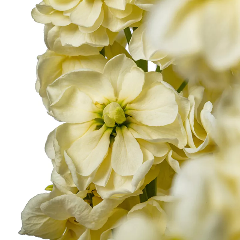 Stocks Matthiola Cream