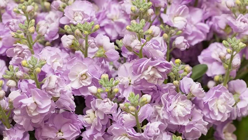 Stocks Matthiola Lilac Lavender