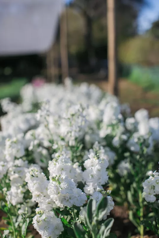 Stocks Matthiola White