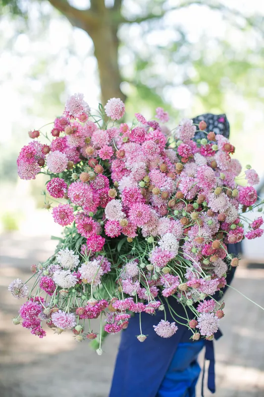 Scabiosa Salmon Pink