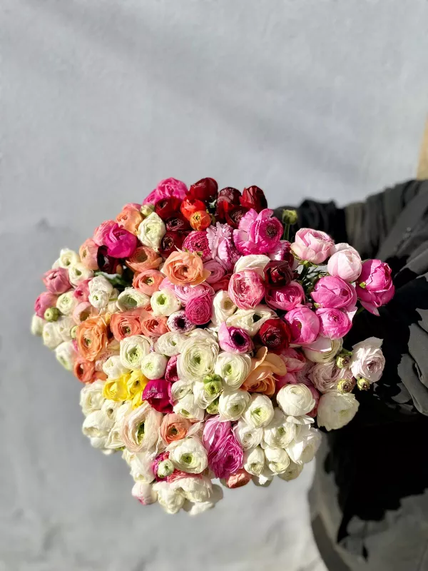 Ranunculus - Mixed Bunch