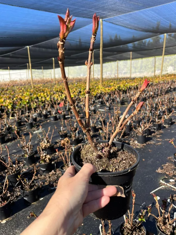 Dormant Hydrangea