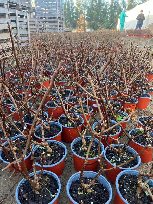 Dormant Hydrangea