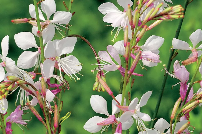 Gaura Sparkle White