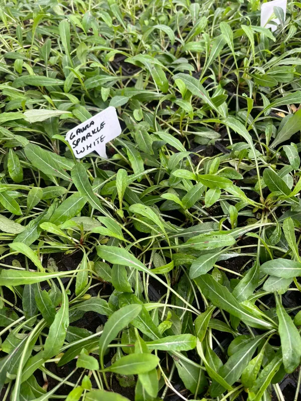 Gaura Sparkle White