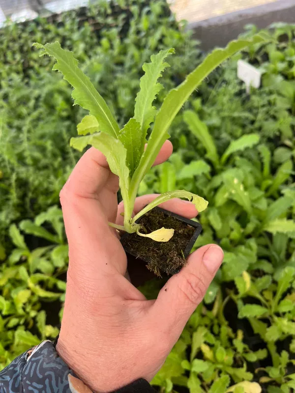 Poppy Pods Plant