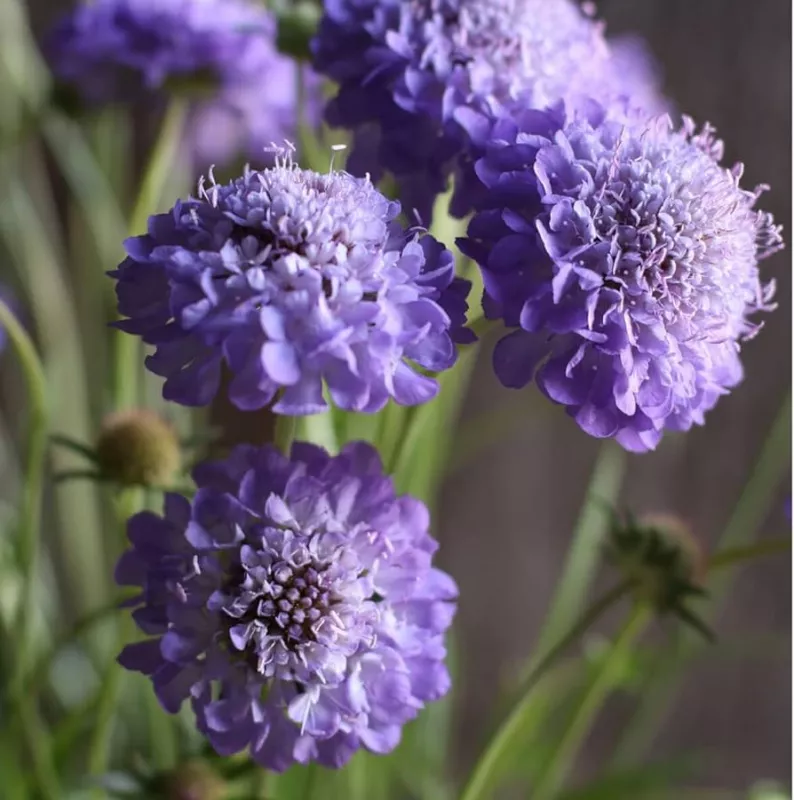 Scabiosa Oxford Blue