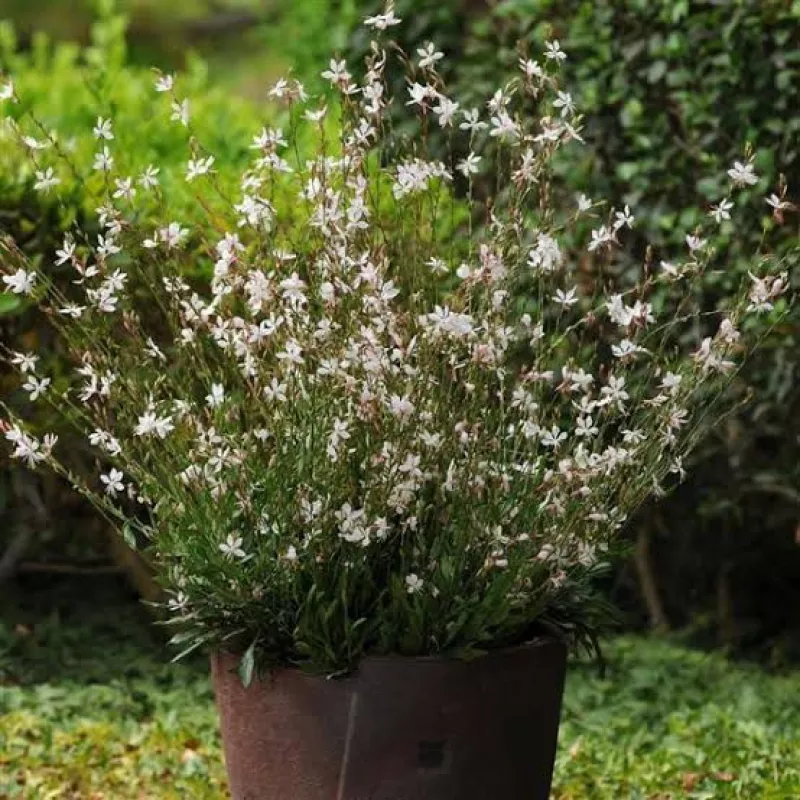 Gaura Sparkle White Plant