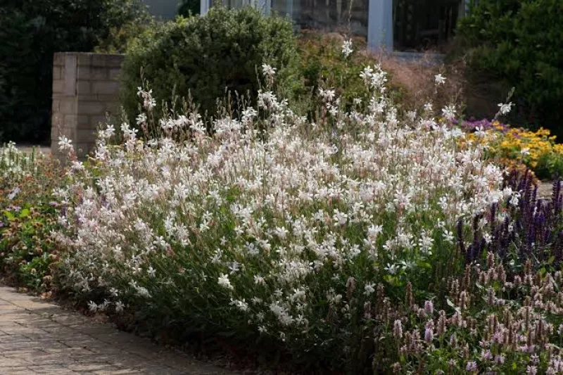 Gaura Sparkle White Plant