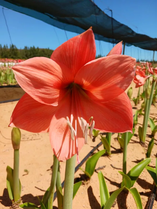 Amaryllis Acapella