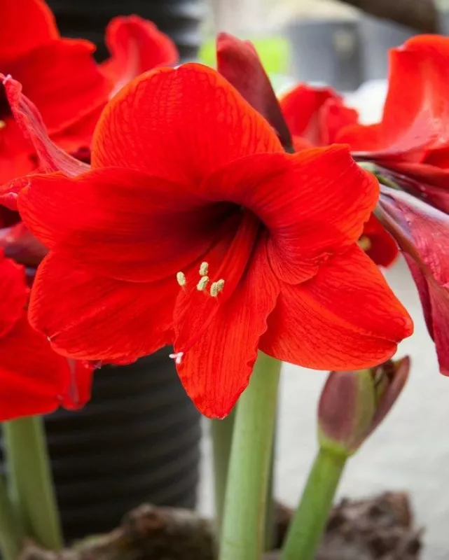 Amaryllis Mon Cherie