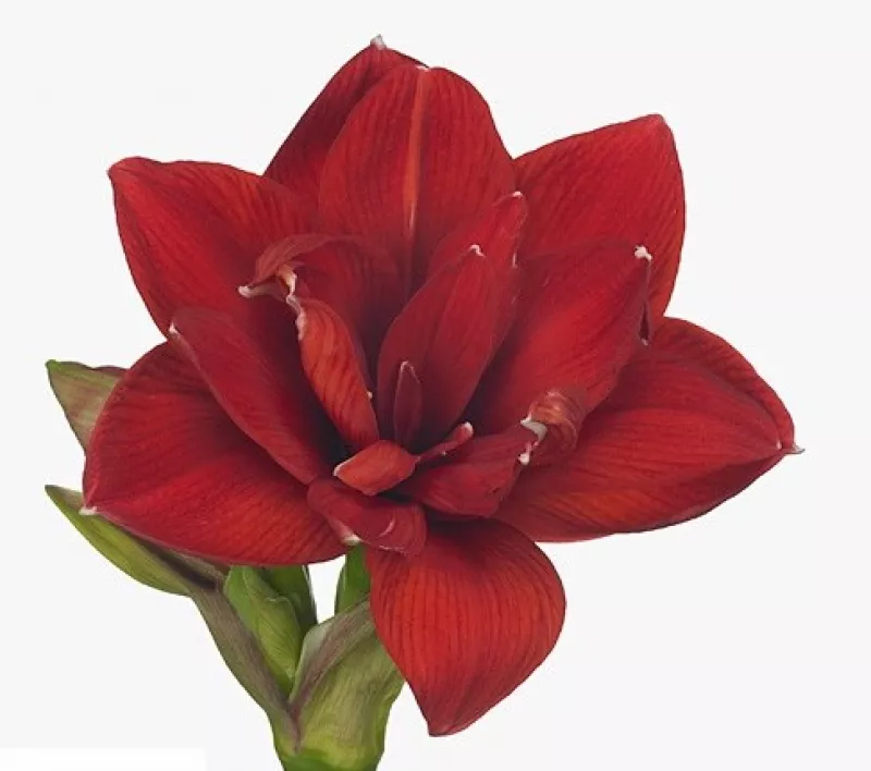 Amaryllis Paso Doble