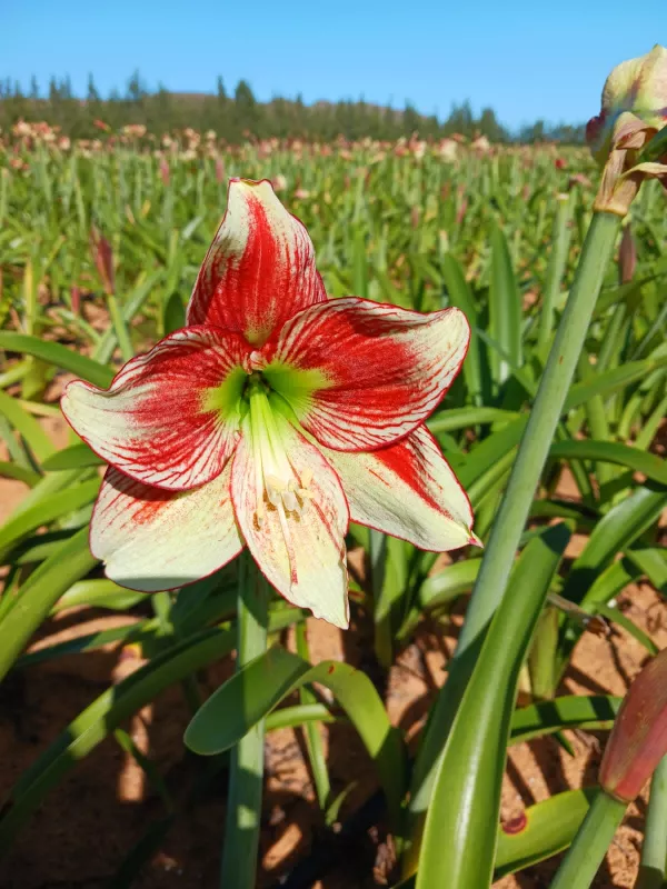 Amaryllis Mozaique