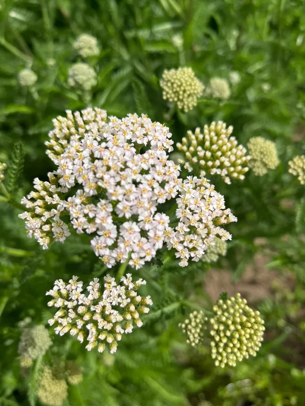 Yarrow Colorado Pastels Mix