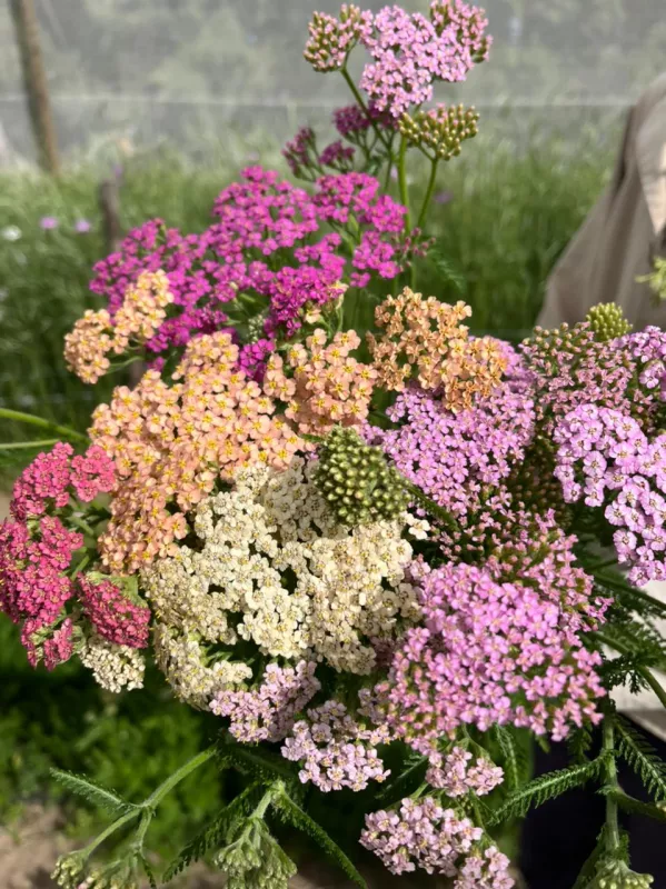 Yarrow Colorado Pastels Mix