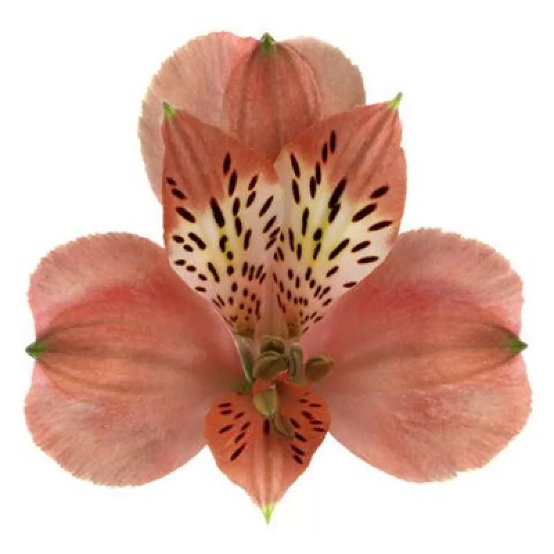 Alstroemeria Estee (HMT) Peach 