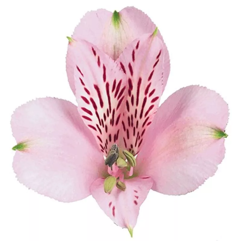 Alstroemeria Pink Floyd Light Pink