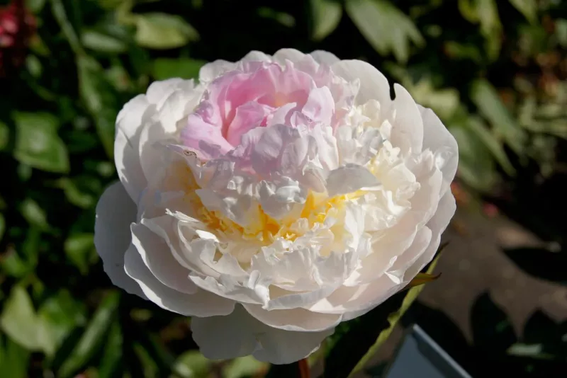 Blush Queen