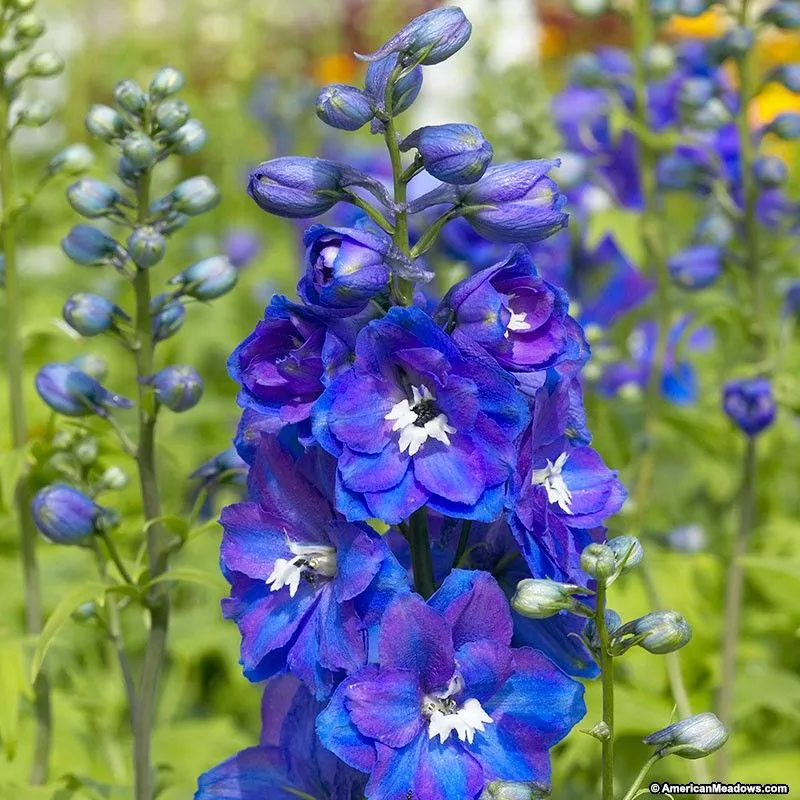 Delphiniums Blue Purple