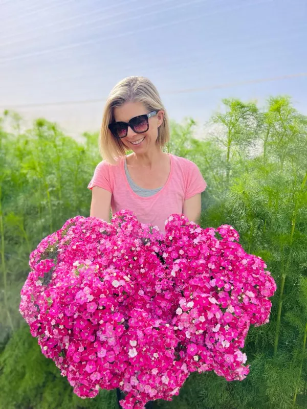 Dianthus Sweet Mix