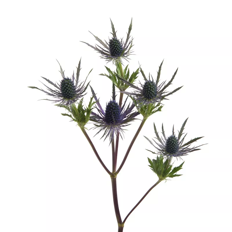 Eryngium Blue Lagoon