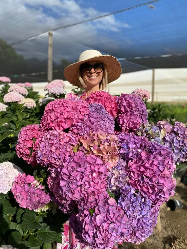 Hydrangea Garnet