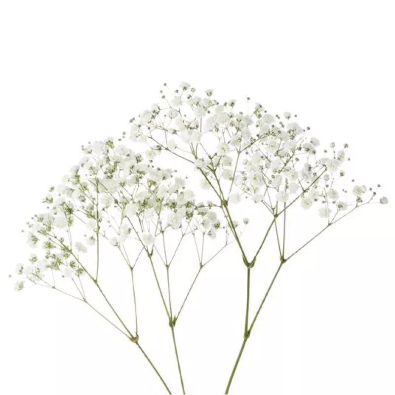 Gypsophila 