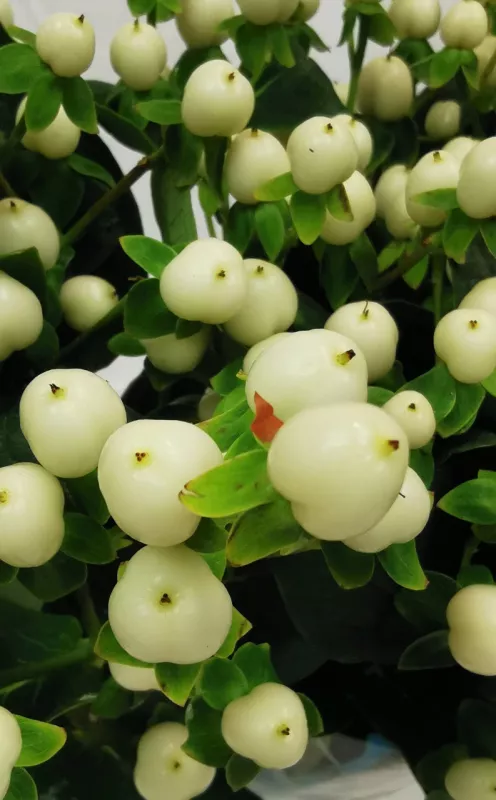 Hypericum White