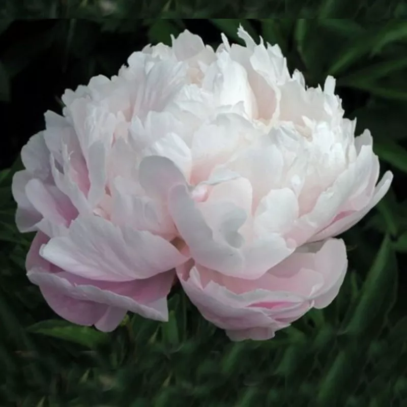 Odile