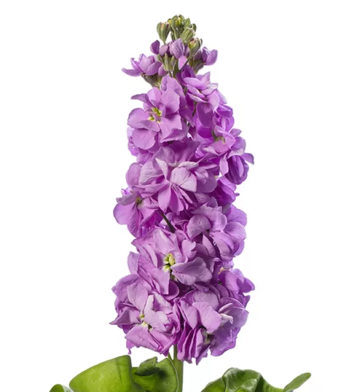 Stocks Lilac | Lavender 