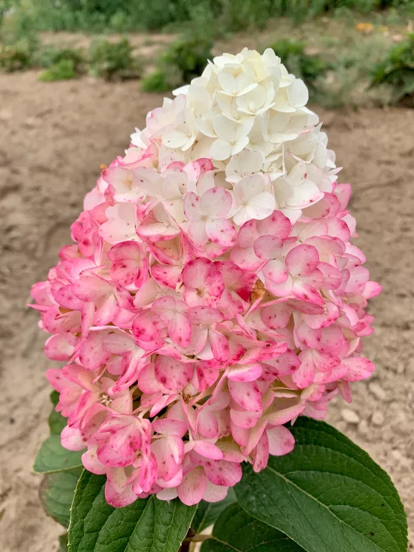 Paniculata Magical Candle Hydrangea